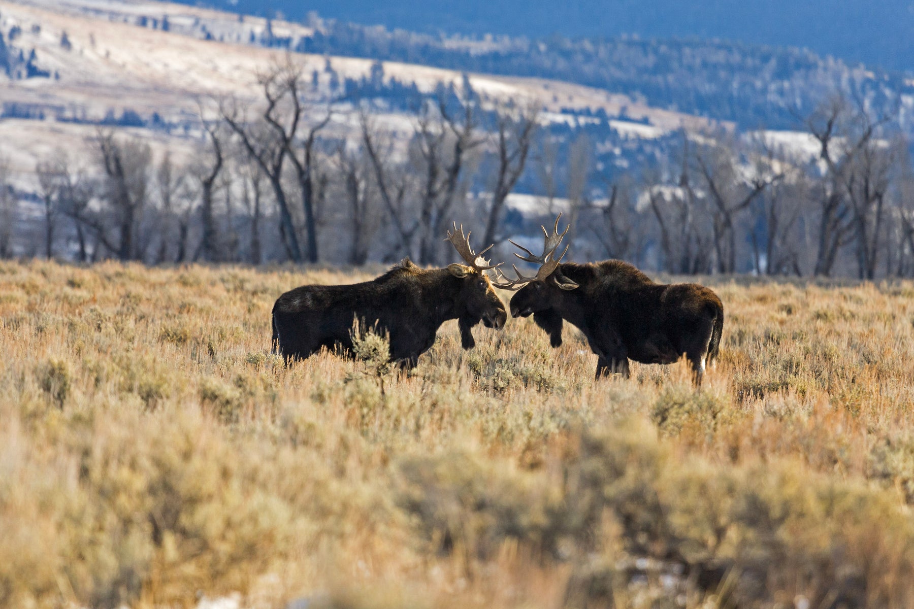 20 Wildlife Notecards with Envelopes from Chris Wilde Photo