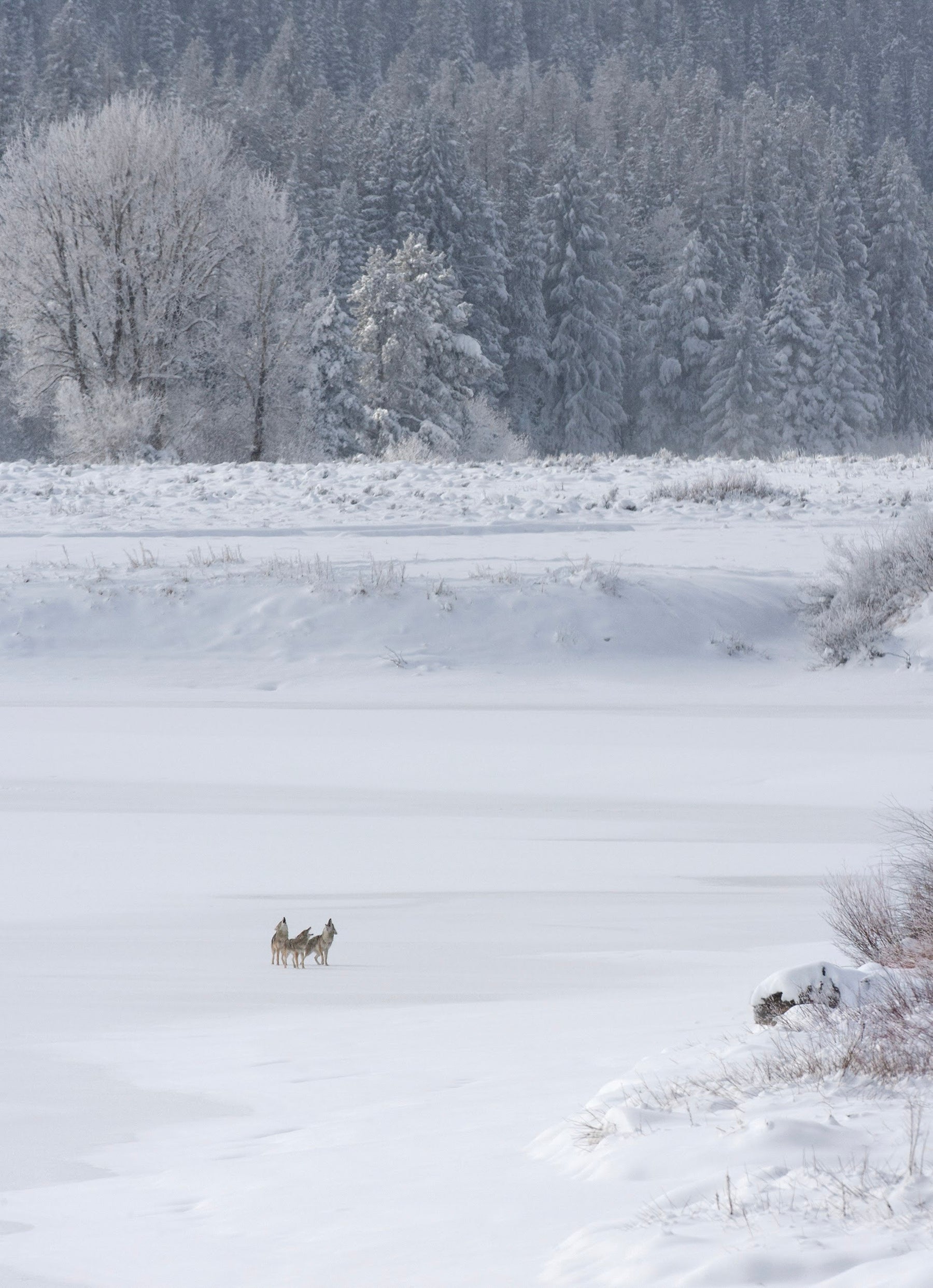 10 Winter Wolves Notecards with Envelopes