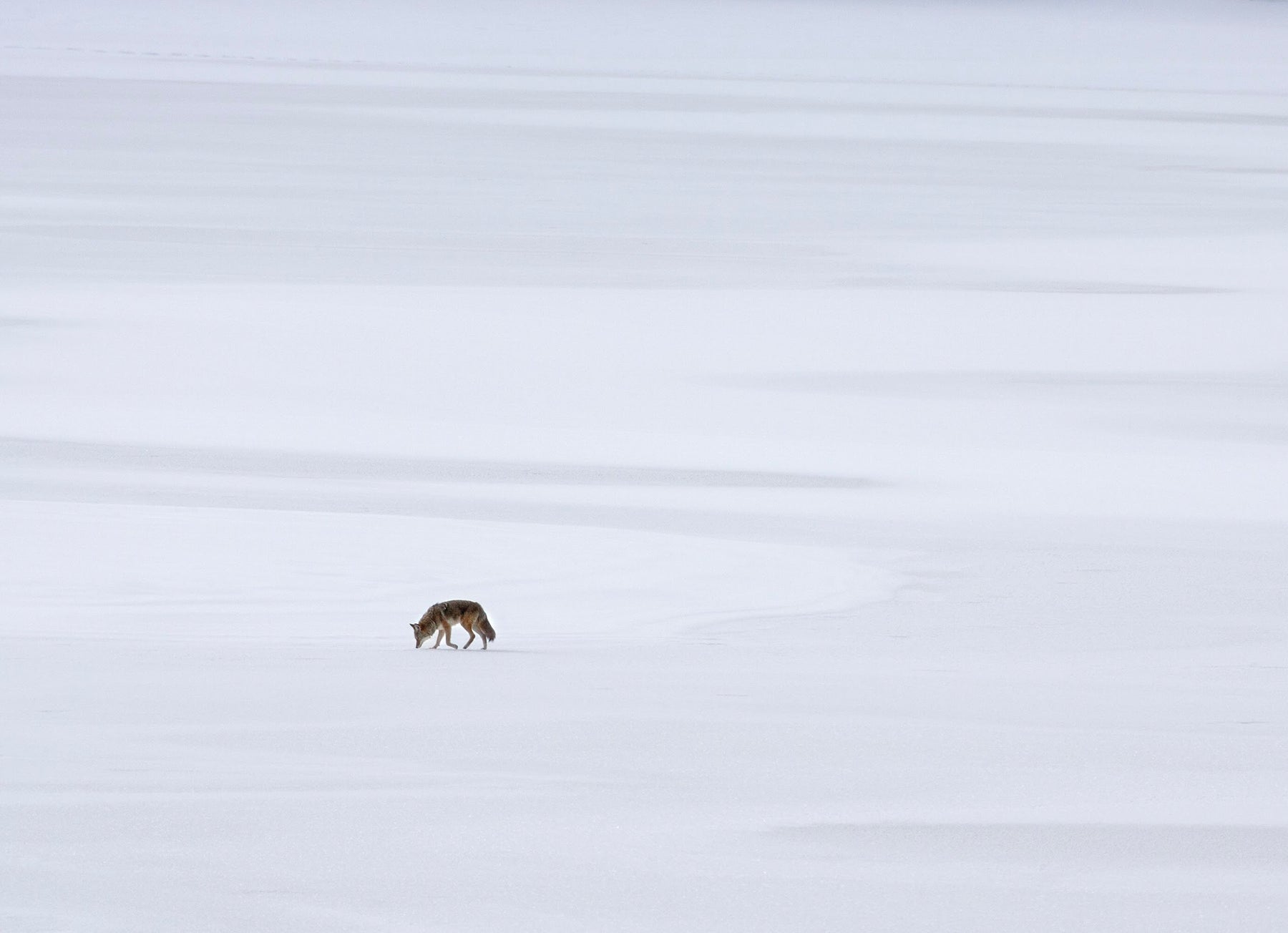 10 Winter Wolves Notecards with Envelopes