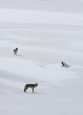 20 Wildlife Notecards with Envelopes from Chris Wilde Photo