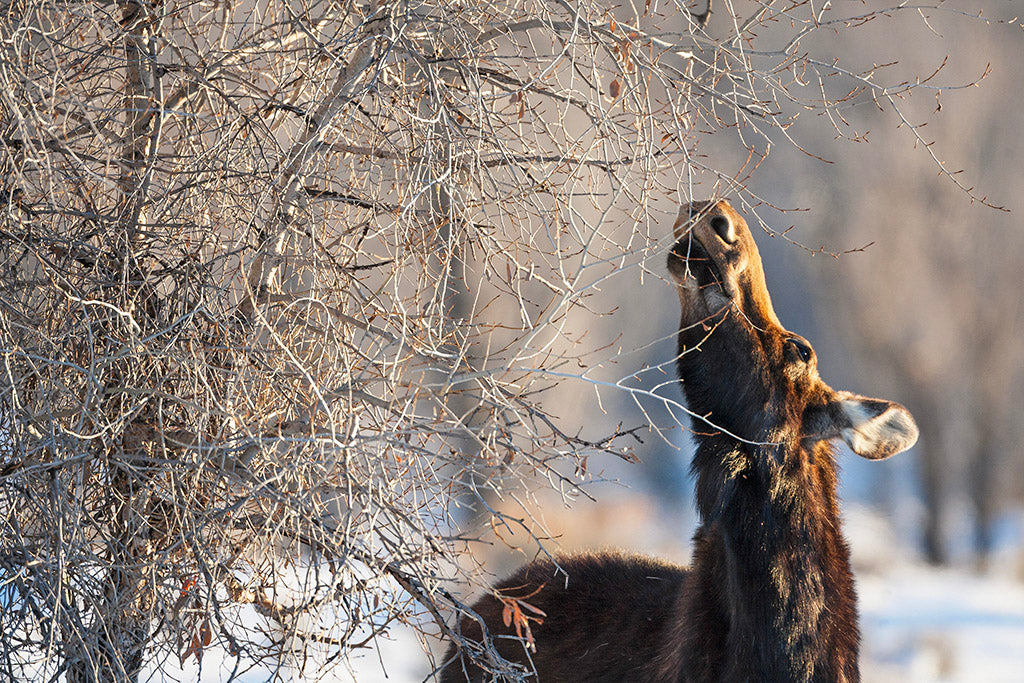 20 Wildlife Notecards with Envelopes from Chris Wilde Photo