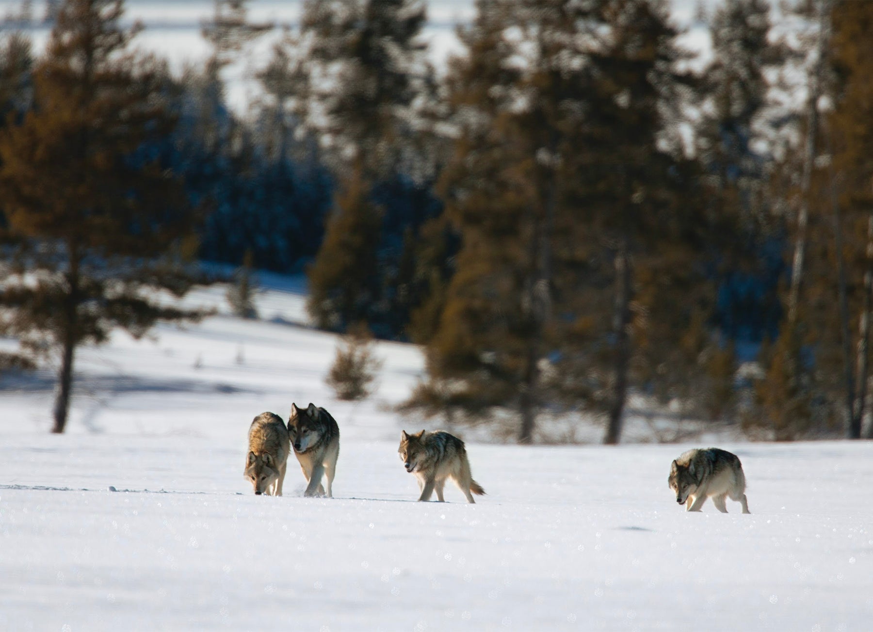 10 Winter Wolves Notecards with Envelopes