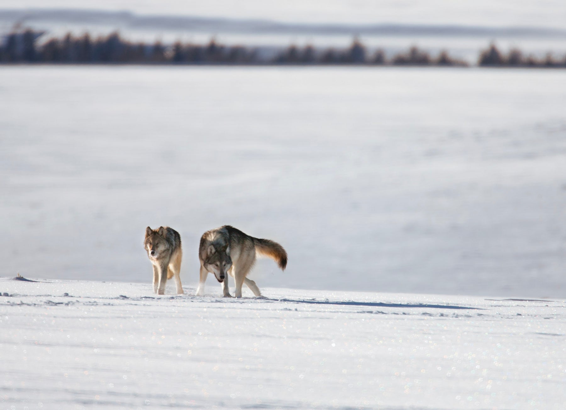 10 Winter Wolves Notecards with Envelopes