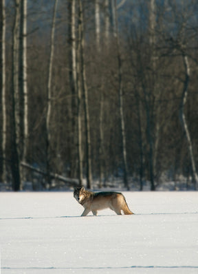 10 Winter Wolves Notecards with Envelopes