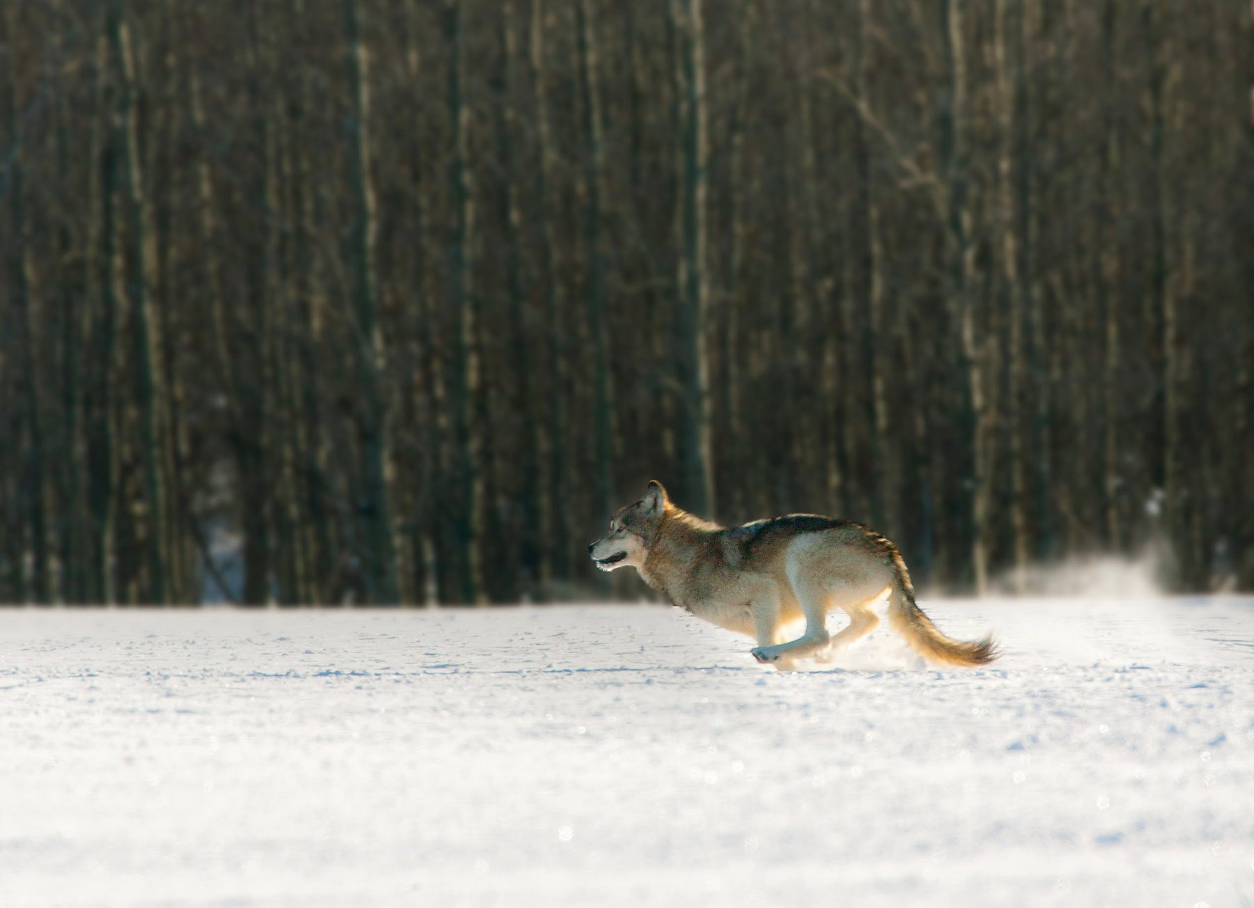 10 Winter Wolves Notecards with Envelopes