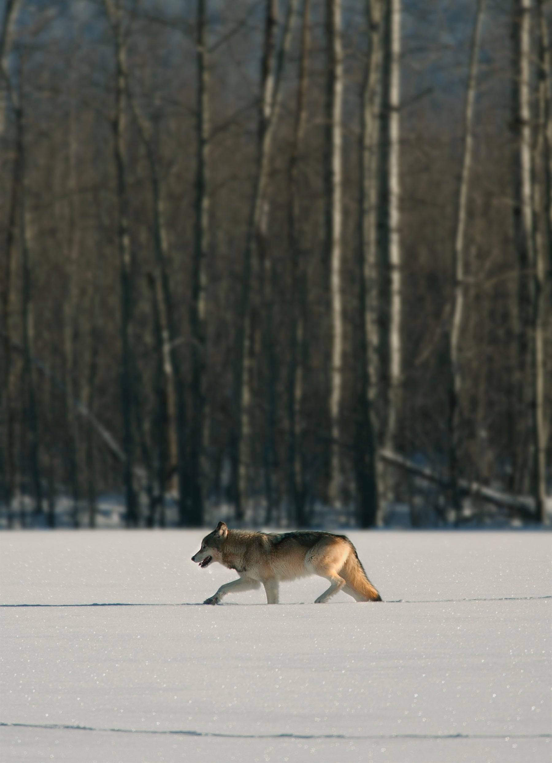 10 Winter Wolves Notecards with Envelopes