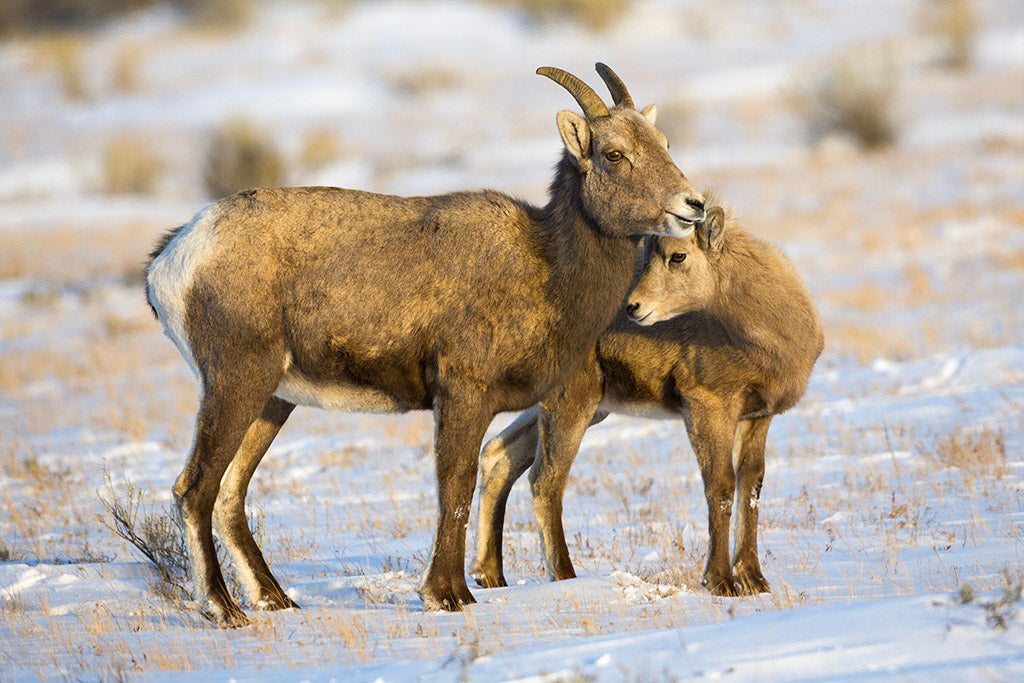 20 Wildlife Notecards with Envelopes from Chris Wilde Photo