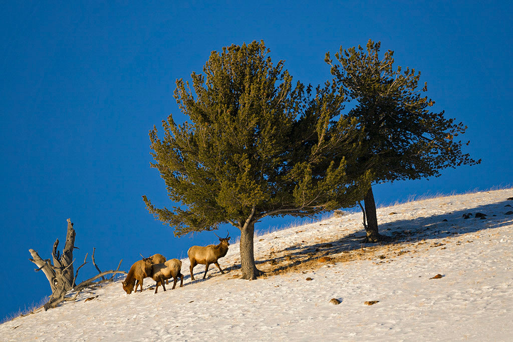 20 Wildlife Notecards with Envelopes from Chris Wilde Photo