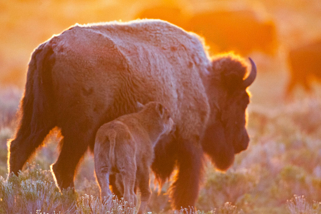 20 Wildlife Notecards with Envelopes from Chris Wilde Photo