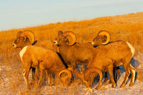 20 Wildlife Notecards with Envelopes from Chris Wilde Photo