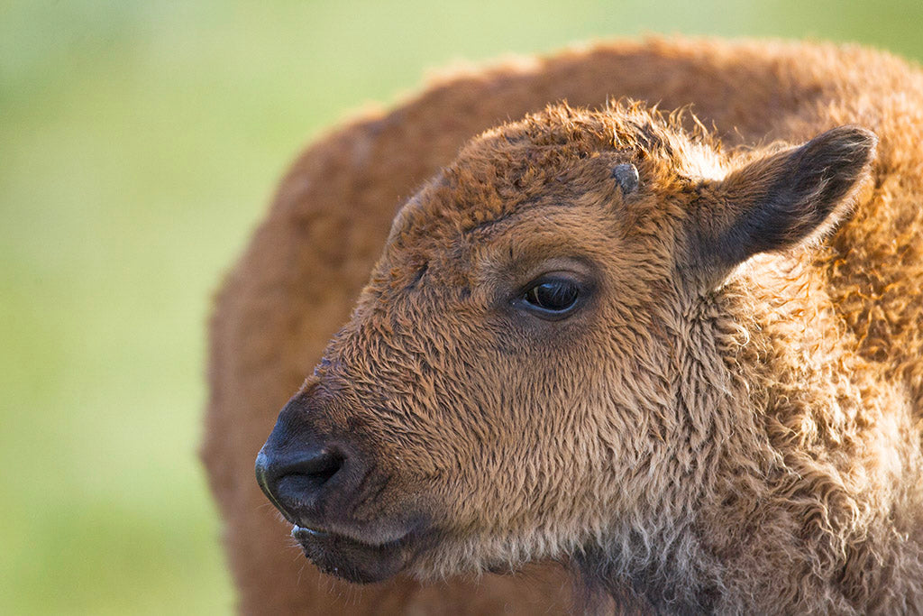 20 Wildlife Notecards with Envelopes from Chris Wilde Photo