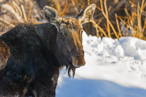 20 Wildlife Notecards with Envelopes from Chris Wilde Photo