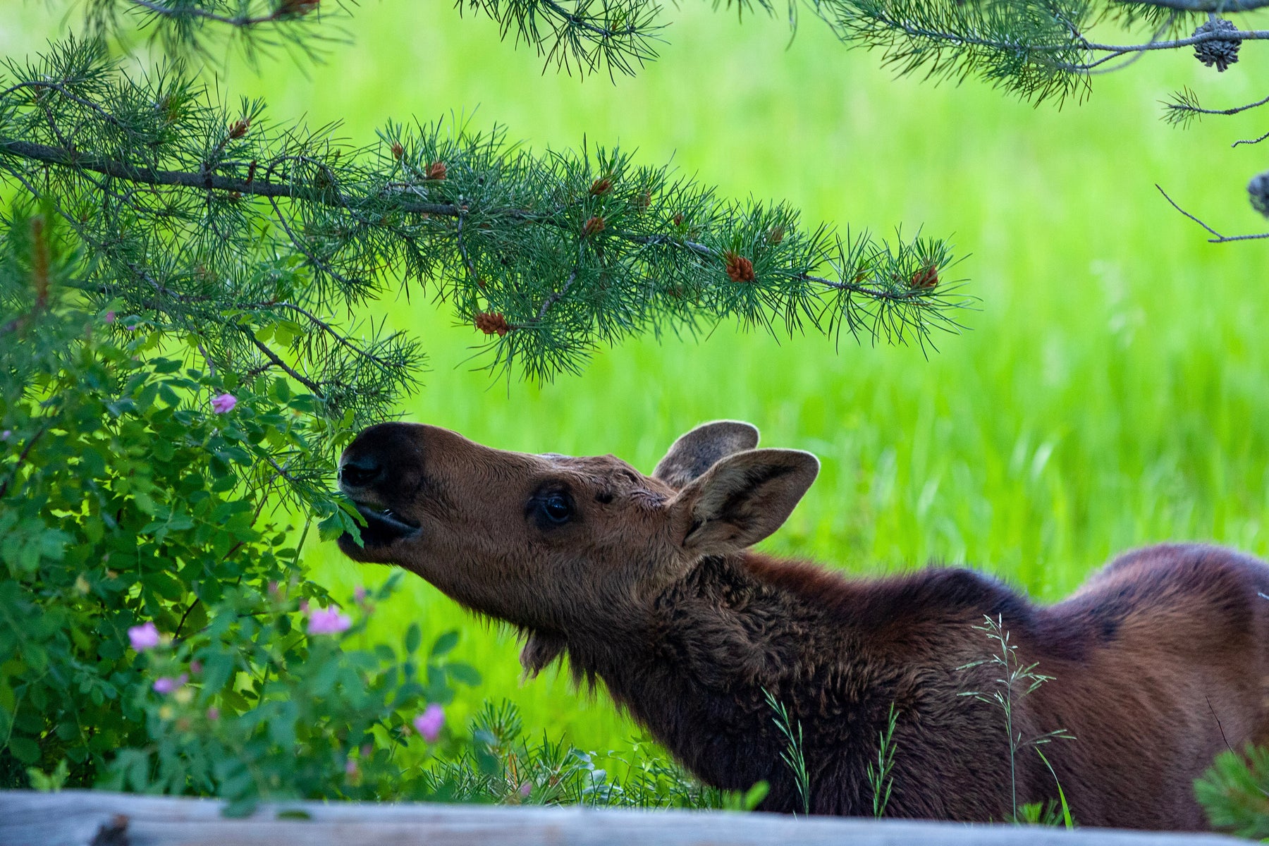 20 Wildlife Notecards with Envelopes from Chris Wilde Photo