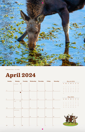 Local Moose of Jackson Hole 2024 13 Month Moose Calendar