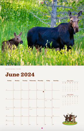 Local Moose of Jackson Hole 2024 13 Month Moose Calendar