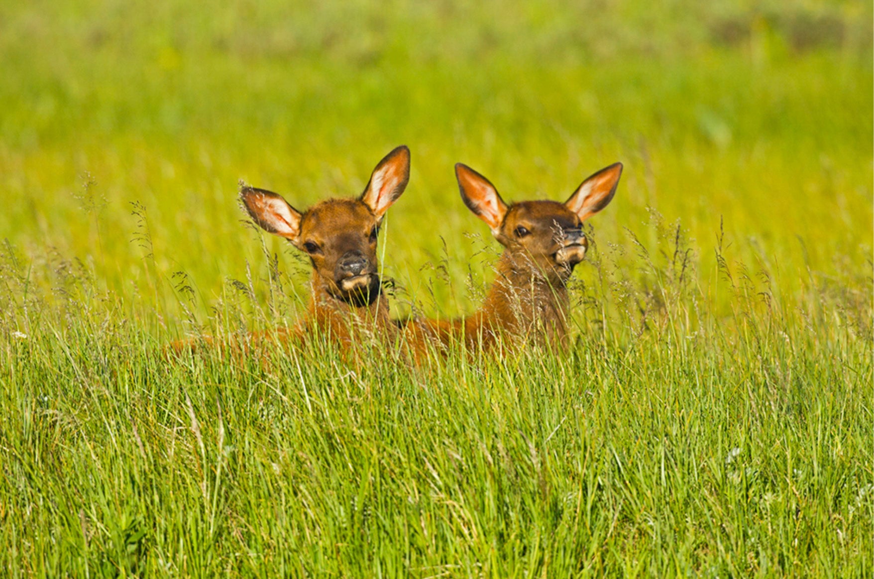 20 Wildlife Notecards with Envelopes from Chris Wilde Photo